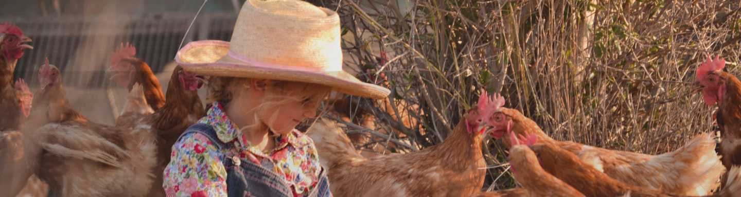 girl feeding chickens