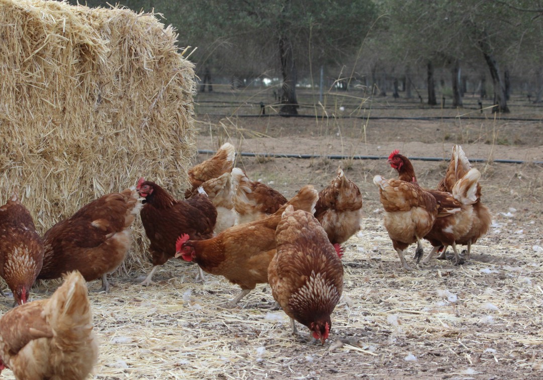 chickens eating near straw pile
